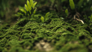 Home BRAS Chemicals - Bharat Rasayan Advanced Specialty Chemicals Green Chemistry_bharat rasayan