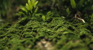 Home BRAS Chemicals - Bharat Rasayan Advanced Specialty Chemicals Green Chemistry_Bharat Rasayan